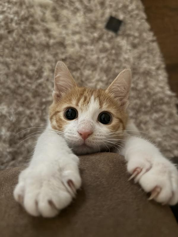 The naughtiest and overstimulated kitty ever. He is very loved and spoiled and a handful. Almost 8 mnths.