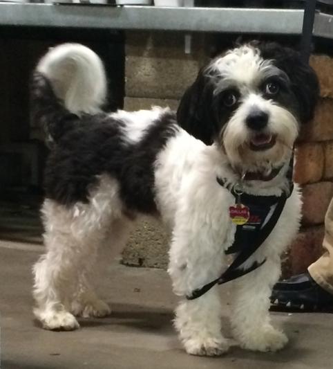 Dallas Dog