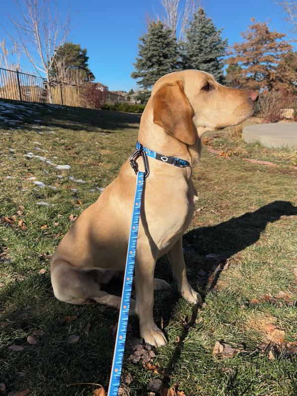 Great collar, happy dog!