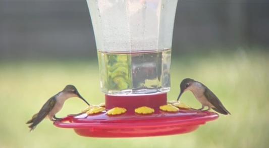 hummingbirds feeding on Kaytee ElectroNectar