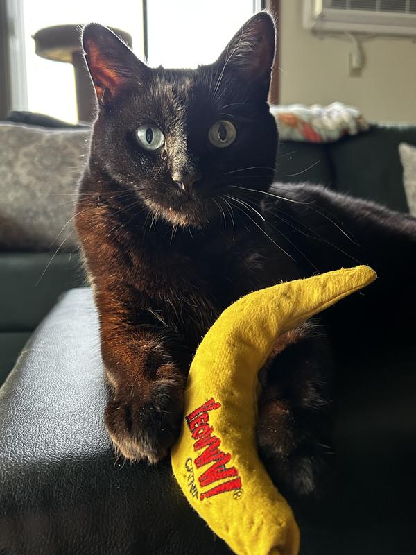 Yeowww Kattenkruid Banaan – Premium Kattenspeelgoed, 100% Natuurlijk, Voor Urenlang Speelplezier