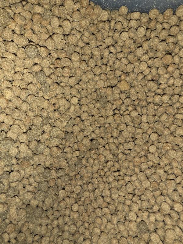 Food in our dog food container before I noticed because it was my husband who filled it