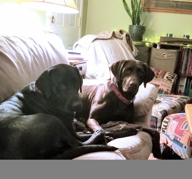 Pepper and Luna ❤️