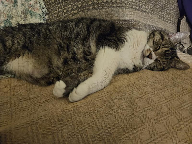 TINY TIGER Catnip Craze Flavor Filled Crunchy Cat Treats, 16-oz