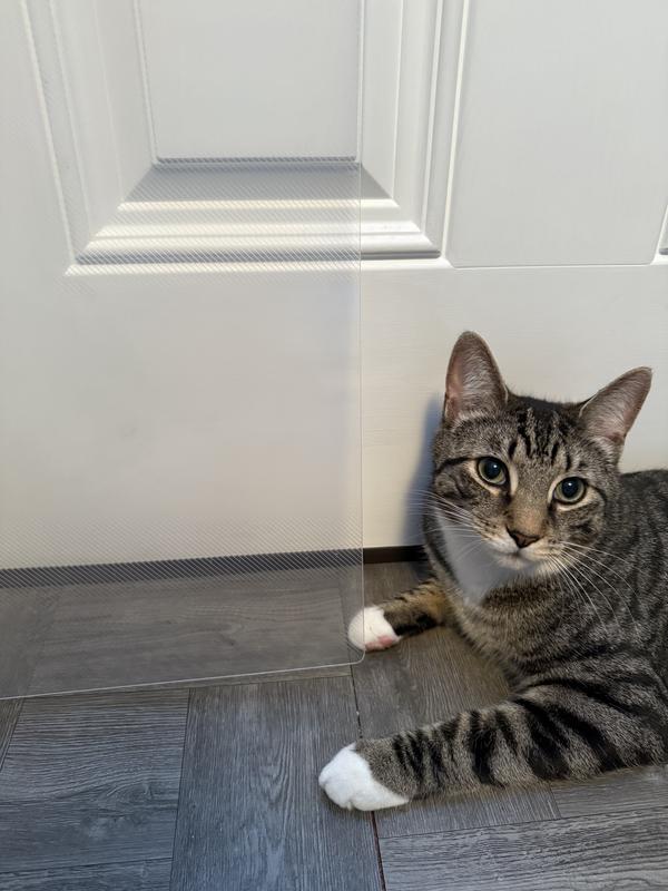 One of my little dashers