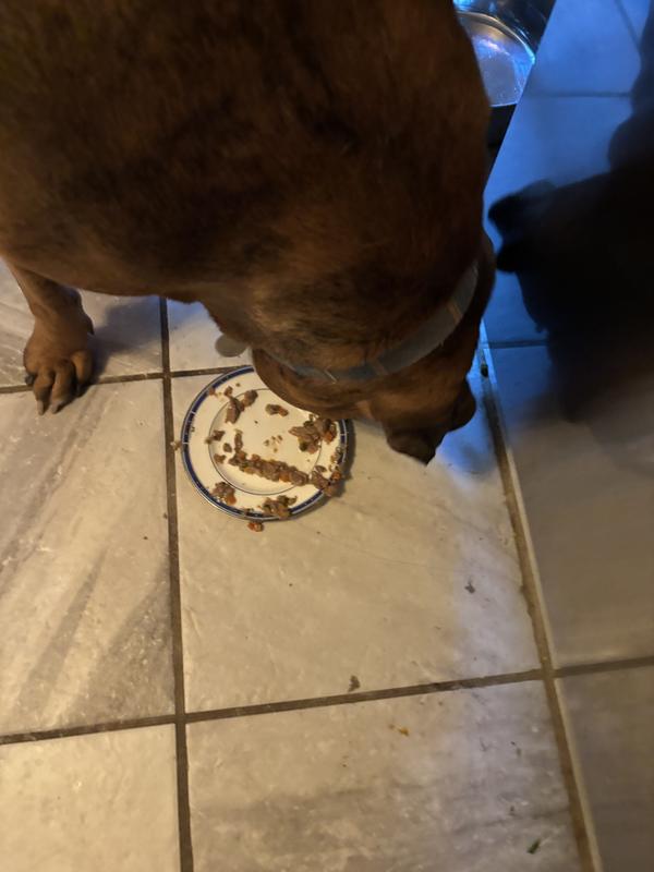 Cinnamon licks her plate clean. She rates it 5 bones!