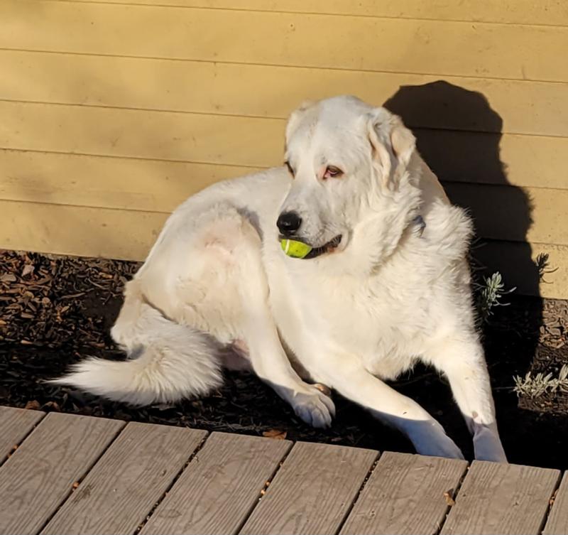 Dog holding ball in mouth