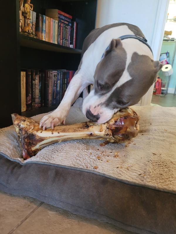 are mammoth bones good for dogs