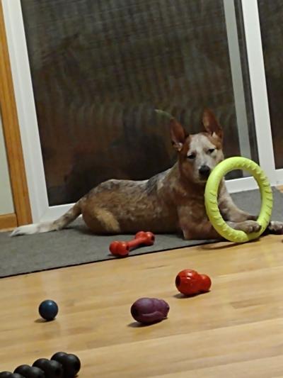 Dog Ring Toy: dog training toy & training ring – Petspy ring for
