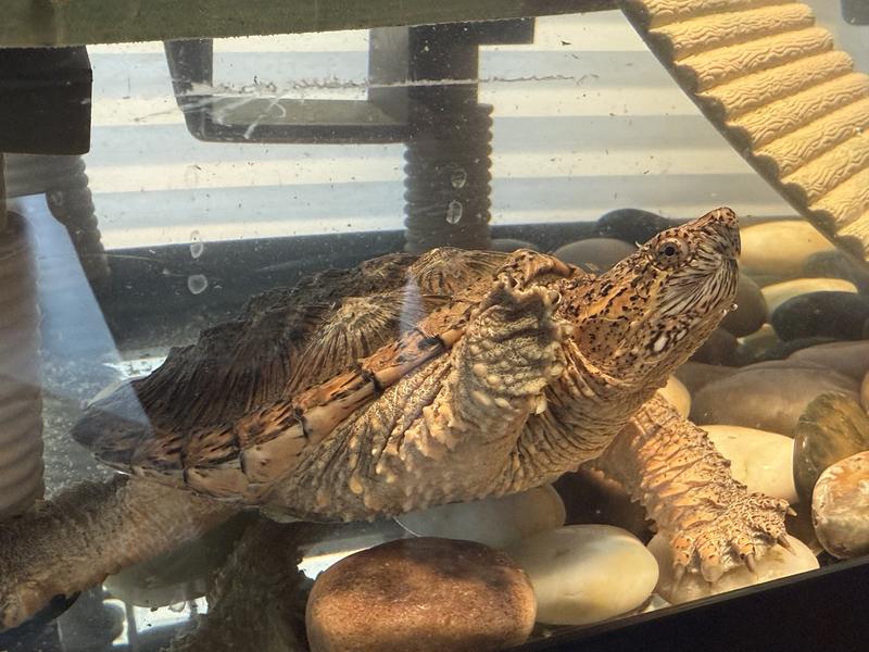My lovely snapping turtle, Ashellka Tano, posing for you lovely folks.