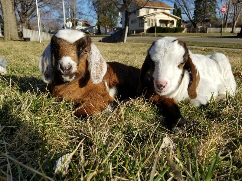 The Purina fed herd!