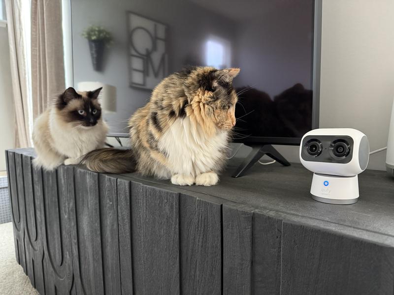 Super interested kitties, they like to watch it track them!