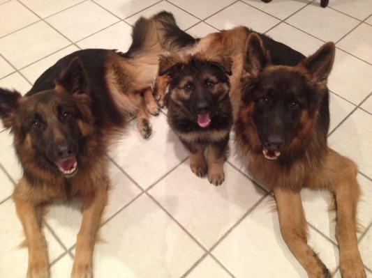 The Pack