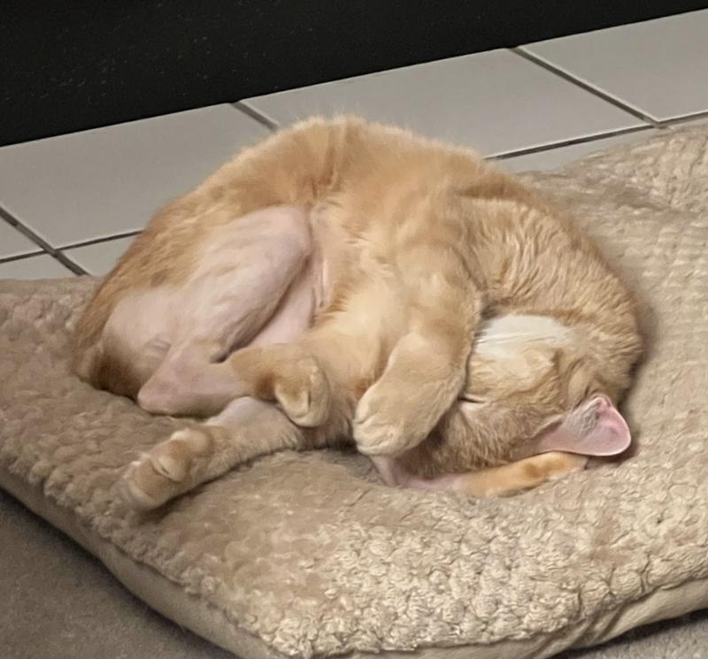 Before Feliway. Note back legs.