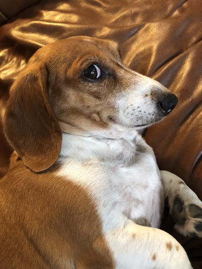 I want my chewy treats