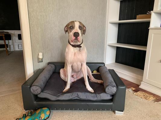 Not as cozy as model doggy....but still a happy boy