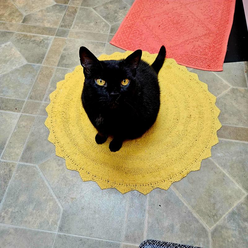 When is my next TikiCat meal