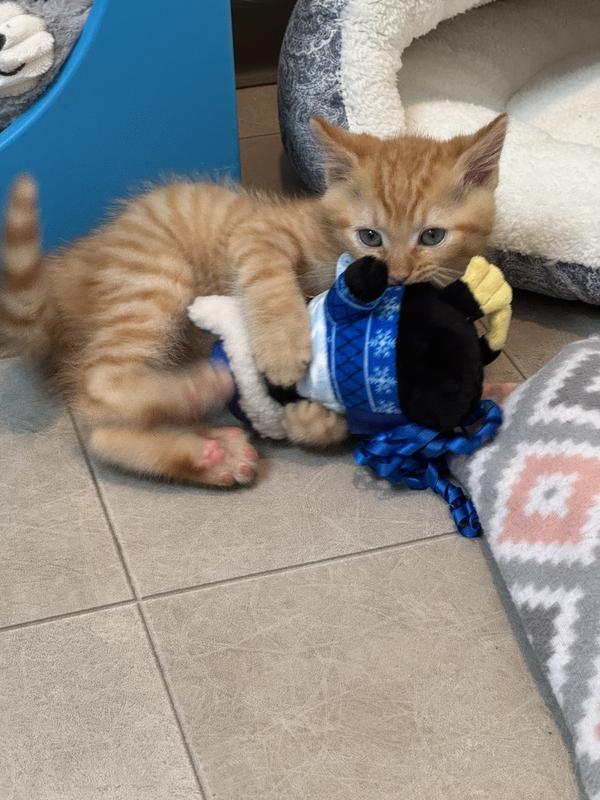Macaroni the kitten biting his penguin toy.
