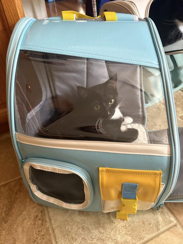 Cleo 11lbs