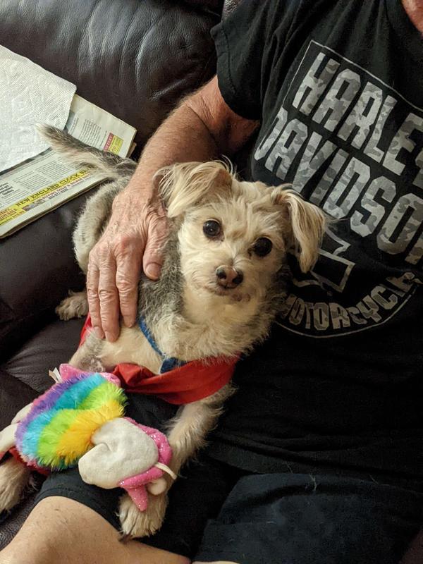 NUTRIVET Pre & Probiotics Soft Chews Digestive Supplement for Dogs