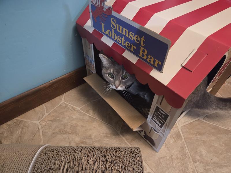 Nermal peeks out of the window of the lobster shack