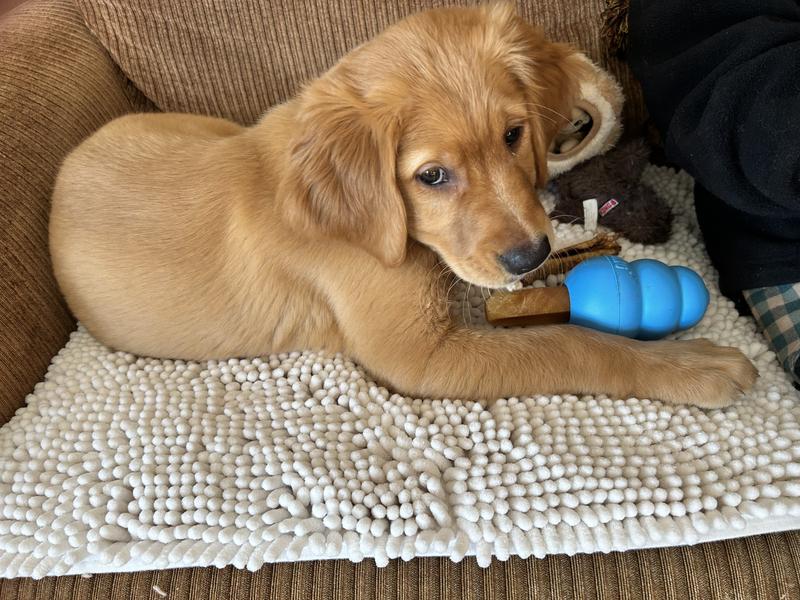 A great comfort for those among us that are teething!