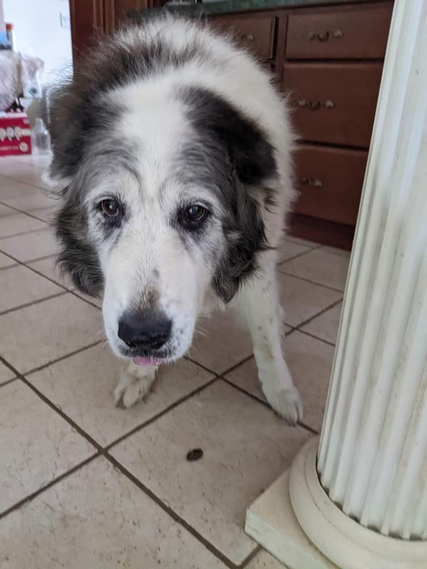 Working Dog with NaturVet Sport & Working Breeds support treats