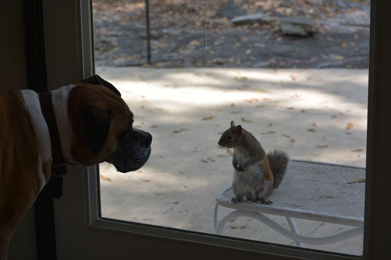 KAYTEE Shelled Peanuts Wild Bird Food, 10lb bag