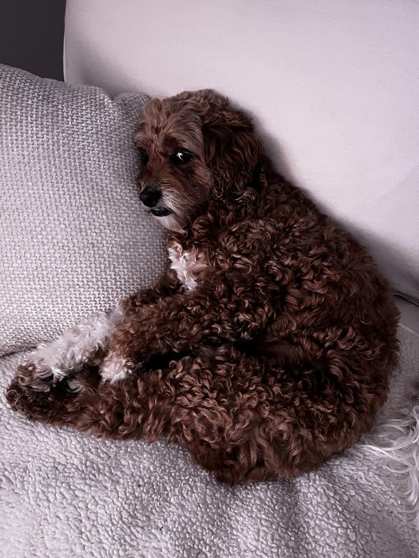 Very fussy cockapoo