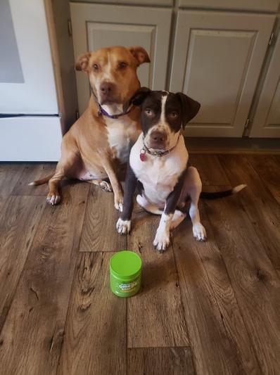 Sitting pretty for Zesty Paws