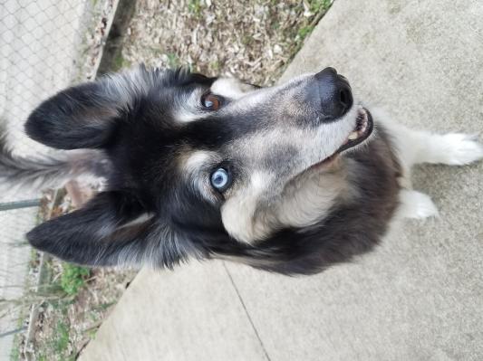 My picky boy, Niko.