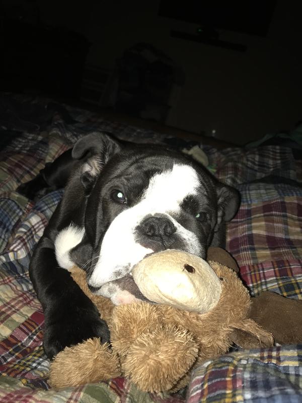 Has loved these since he was a pup