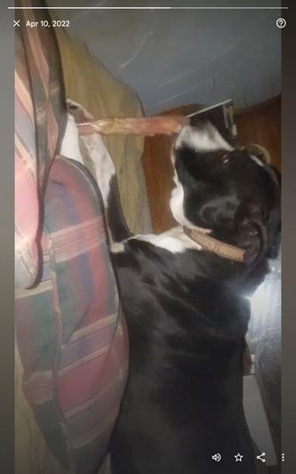 Loves his jumbo bones