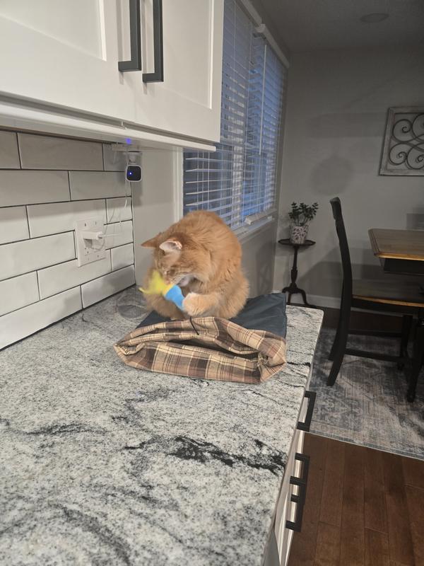 Immediately attacked the attached toy