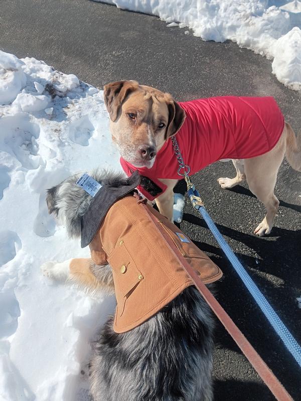 neck to hind is way to short.