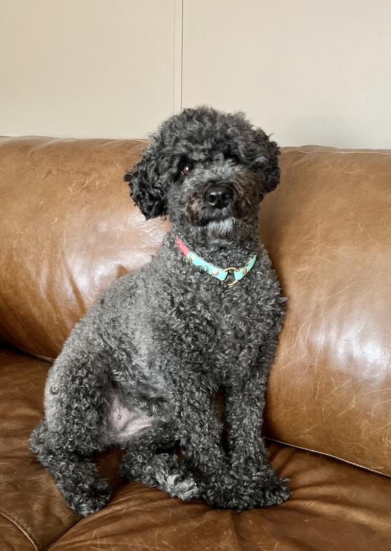 BURT'S BEES Milk & Honey Dog Shampoo & Conditioner, 12fl oz bottle