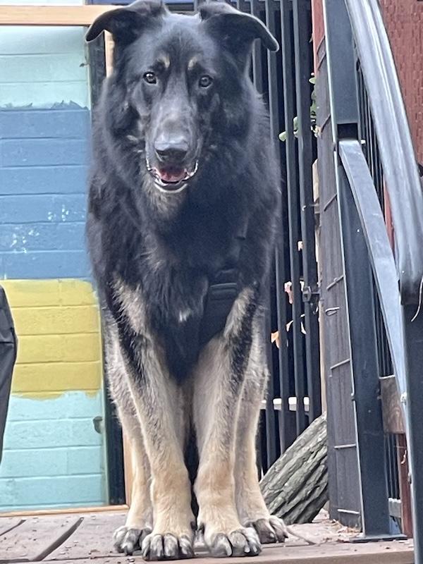 Wilson and his shiny coat