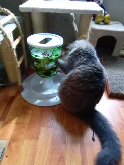 Catit Senses 2.0 Multi Cat Feeder Bowl – Reptilian Arts