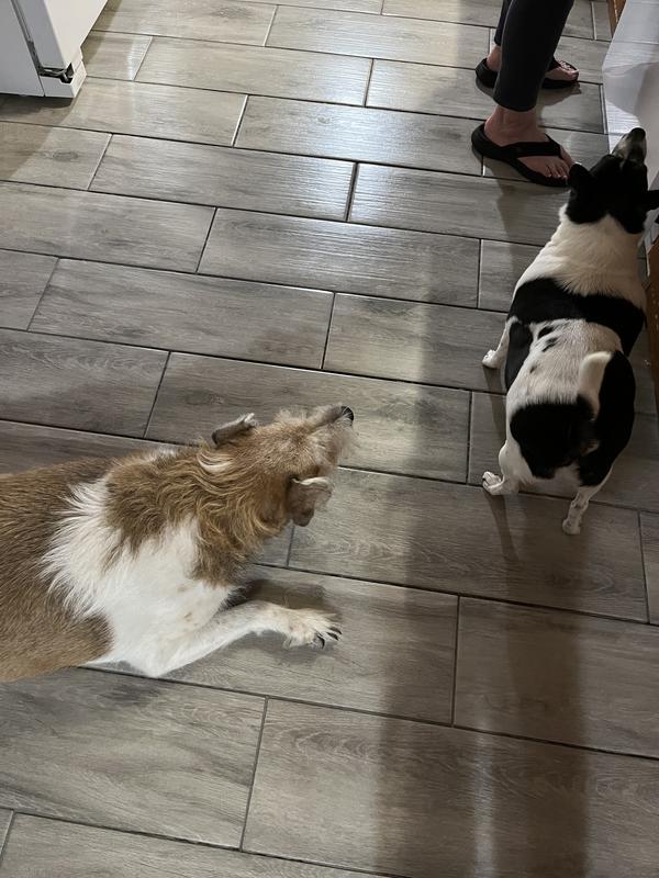 Lizzie and Annie enjoying their dinner!