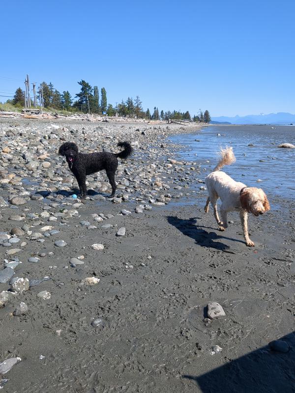 Beach dogs