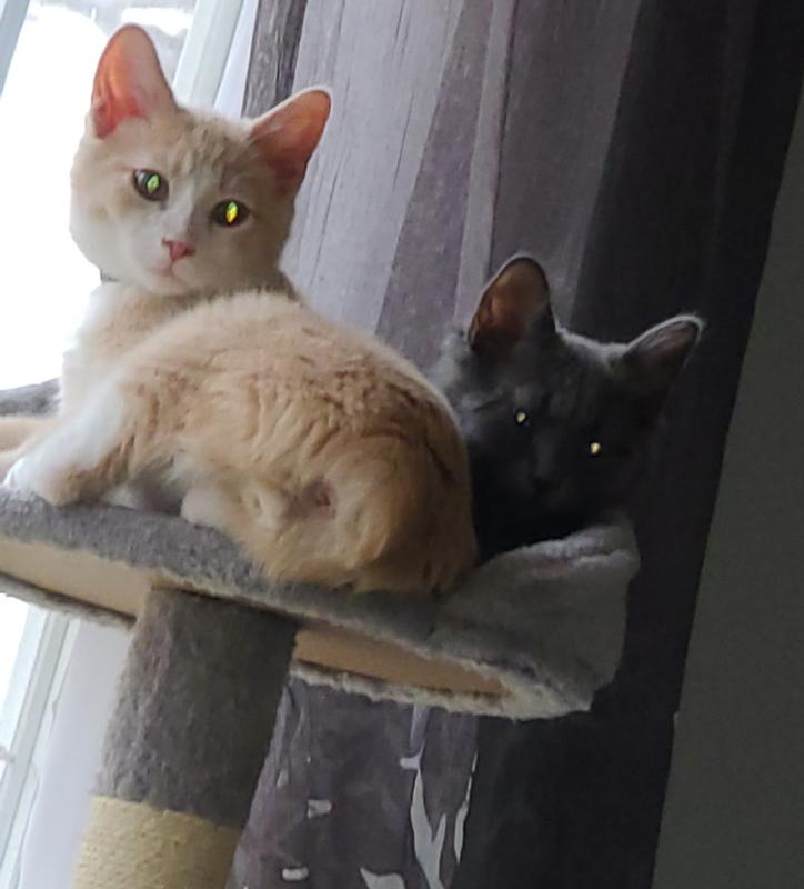 Small kitten play tower.