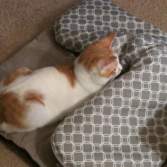 PETIQUE Hide & Seek Cat Mat & Tunnel Toy, Large 