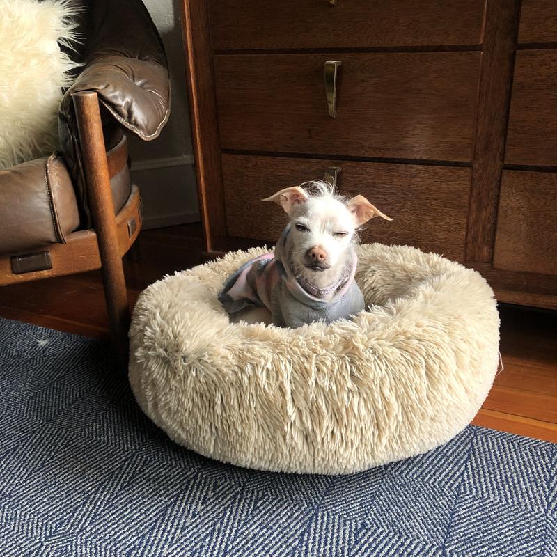 FRISCO Eyelash Cat & Dog Bolster Bed, Sand, Medium