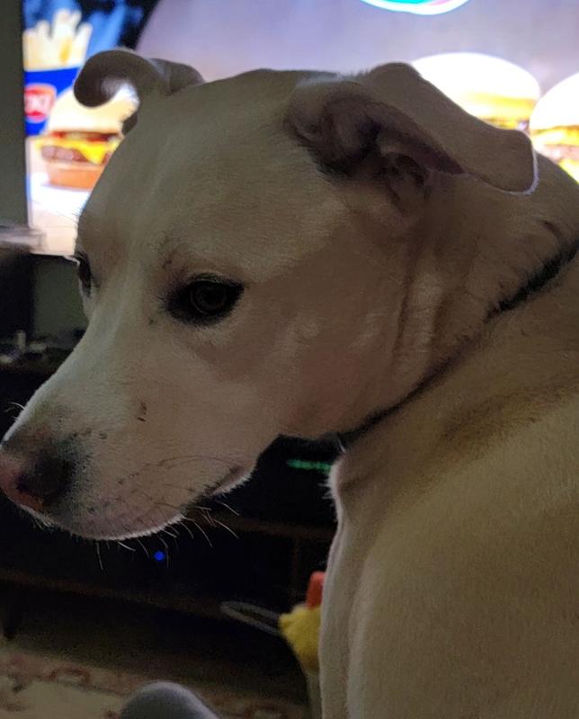 The look I get when I stop scratching his back.