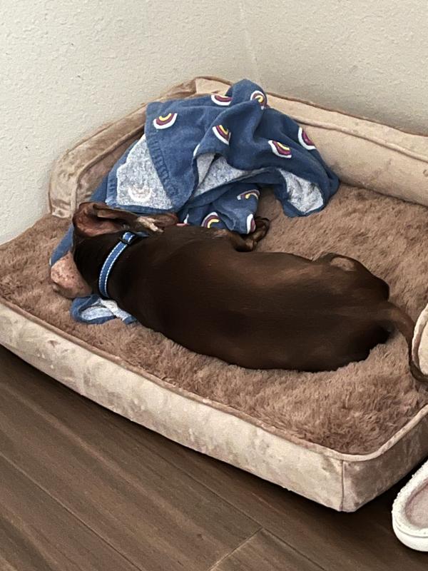 Room for long dog to stretch out