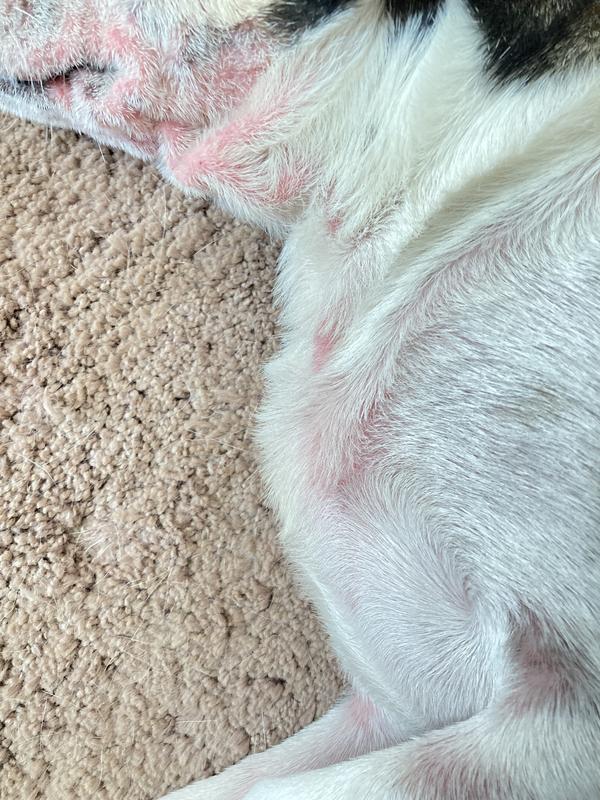 Spreading  and uncomfortable