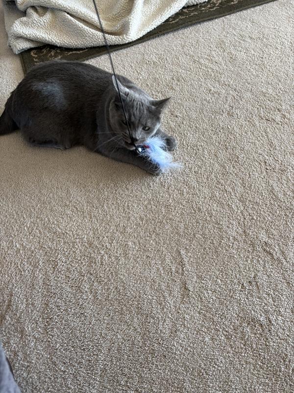 Smoky playing with the birdie