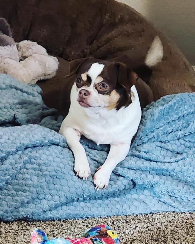 FRESHPET Vital Benefits Joint Health & Mobility Fresh Dog Food, 1.5lb