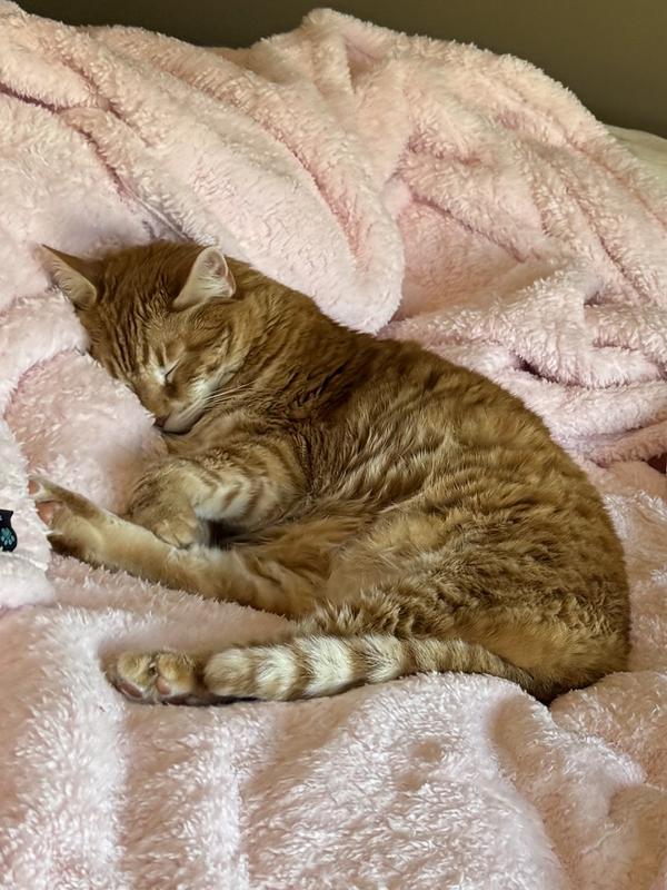 Butters enjoying one of the pink PetAmi blankets
