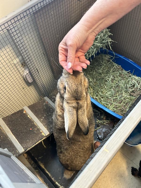 Good ole Rocky Bunny